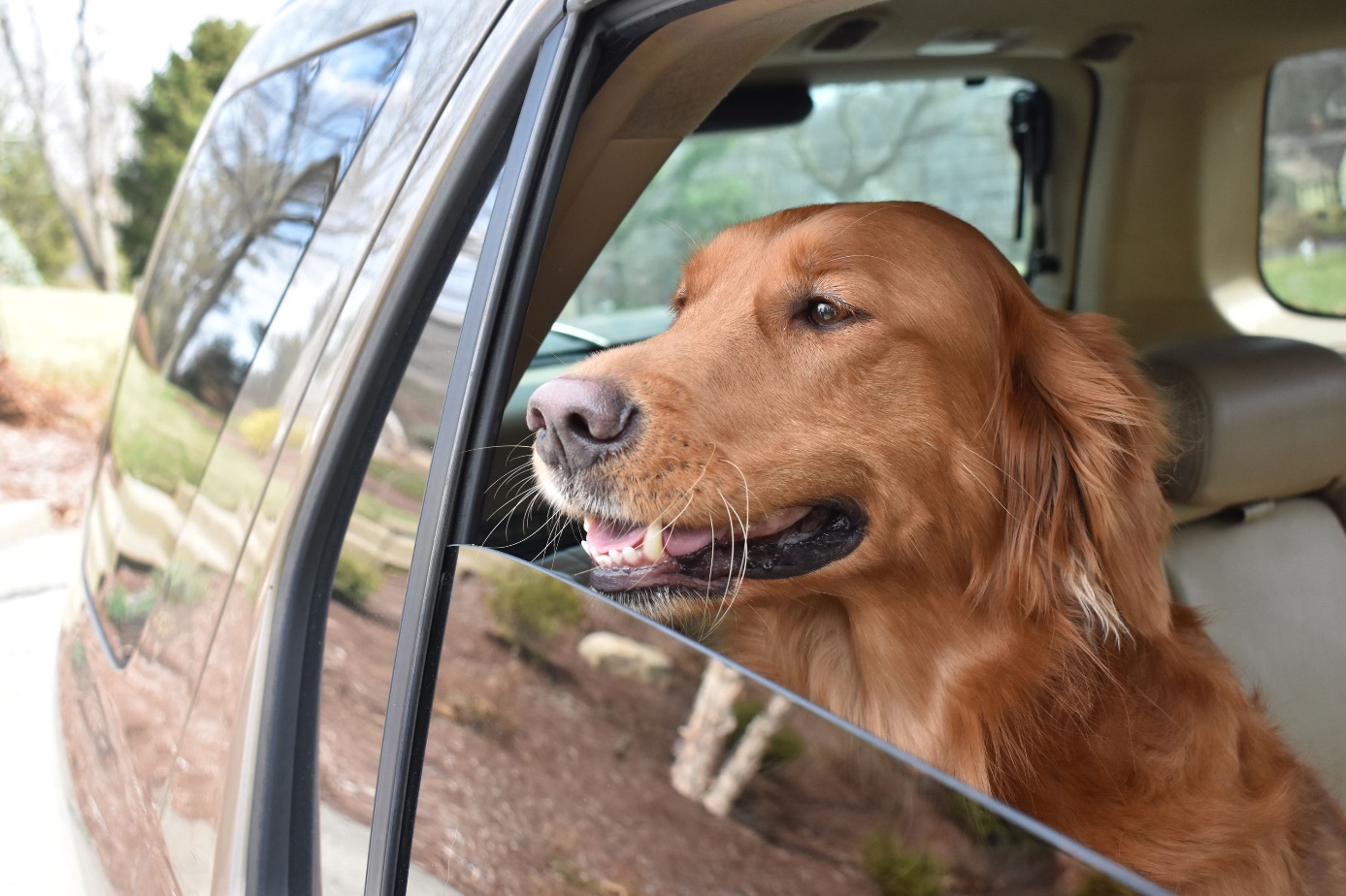 Podróż samochodem z psem za granicę